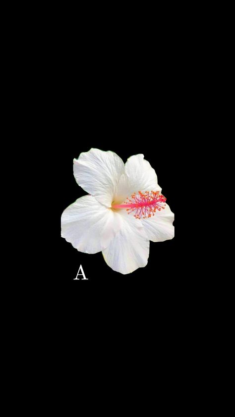 #hibiscus #flowers #wallapaper #phonewallpaper #initial #a #initialwallpaper Flower Wallpaper Initial, Flower Initial Wallpaper, Summer Collages, Hibiscus Flower Wallpaper, Lee Core, Hibiscus Wallpaper, L Wallpaper, Initial A, Iphone Black