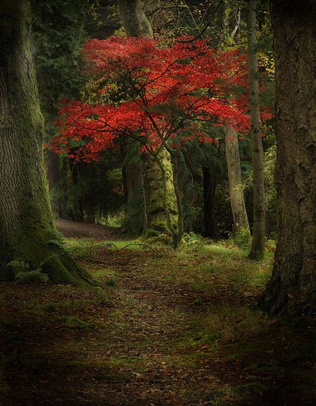 El otoño es romantico Red Tree, Walk In The Woods, Tree Forest, Lombok, Beautiful Tree, Autumn Trees, In The Woods, Nature Beauty, Beautiful World