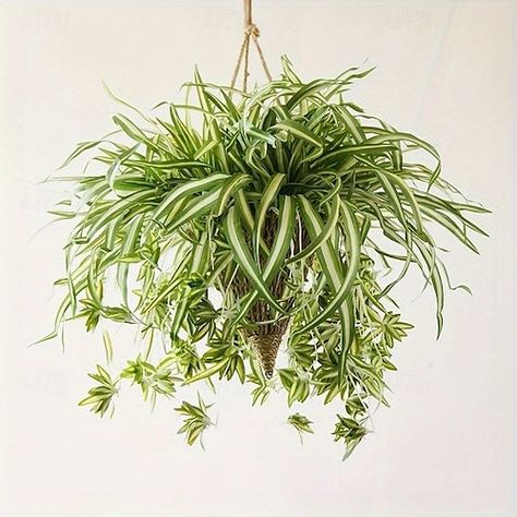 Spider Plant Indoor, Hanging Ferns, Hanging Orchid, Cheap Artificial Plants, Indoor Garden Wedding, Artificial Hanging Plants, نباتات منزلية, Plant Wall Decor, Hanging Plant Wall