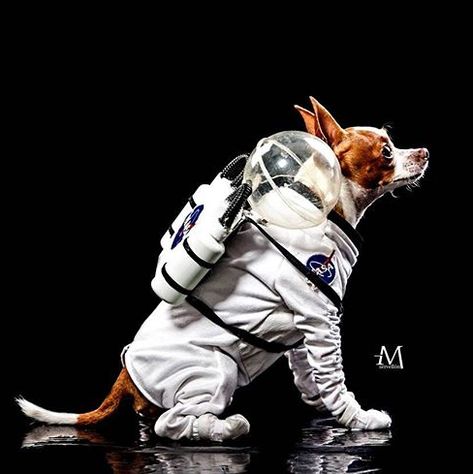 Astronaut dog costume Space Dog Costume, Dog Cloud Costume, Dog Astronaut Costume, Dog Alien Costume, Alien Dog Costume, Unique Pet Costumes, Cloud Costume, Dog Astronaut, Dog Cosplay