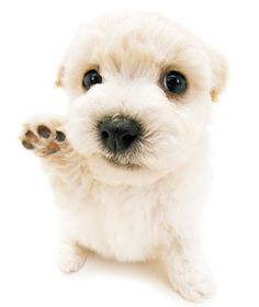 Puppy Care Tips, Animal Close Up, Goofy Dog, Puppy Images, Dog Icon, Dog Store, Silly Dogs, Happy Puppy, Puppy Care