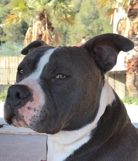 American Bully Standard Blue, Pitbull Dog Breed, American Bullies, Bully Dogs, Bully Dog, American Bully, Pitbull Dog, Dog Breed, Pitbull