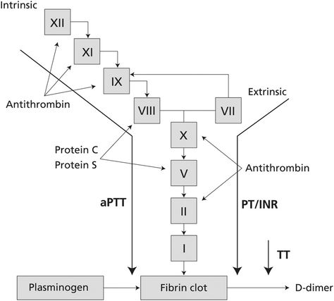 Figure 1. The coagulation cascade, showing the pathways assessed by the prothrombin time (PT)/INR, activated partial thromboplastin time (aPTT), and thrombin time (TT). | MKSAP for Students 5 Digital Coagulation Cascade, Prothrombin Time, D Dimer, Ulnar Nerve, Med Surg, Lab Rats, Medical Studies, Internal Medicine, Nursing Tips