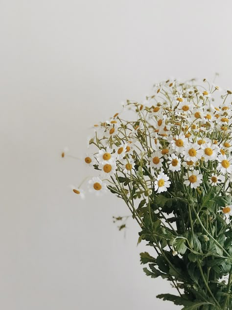 White Daisy Aesthetic, Yellow And White Aesthetic, Daisy Wallpaper Aesthetic, Daisy Flower Wallpaper, Daisy Flower Aesthetic, Daisies Aesthetic, Daisy Aesthetic, Daisy Wallpaper, Vintage Flowers Wallpaper