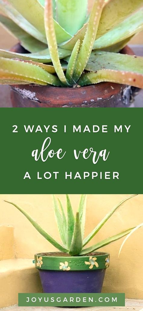 Aloe Pot Ideas, Aloe Succulent, Aloe Vera Plant Indoor, Sustainable Community, Aloe Vera Plant, Aloe Plant, Indoor Plant Care, Gardening Advice, Mother Plant