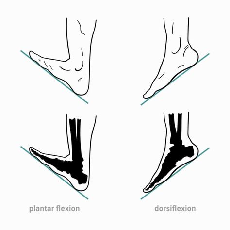 ankle dorsiflexion and plantar flexion. Ankle Mobility Exercises, Ankle Dorsiflexion, Ankle Strengthening Exercises, Ankle Ligaments, Running Recovery, Plantar Fascia, Ankle Mobility, Calf Stretches, Weight Lifting Workouts