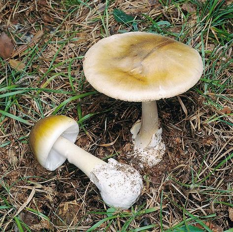 Amanita phalloides - Monaco Nature Encyclopedia Amanita Phalloides, Chestnut Trees, Green Cap, Mushroom Fungi, Mushroom Art, Monaco, Mario, Stuffed Mushrooms, Plants