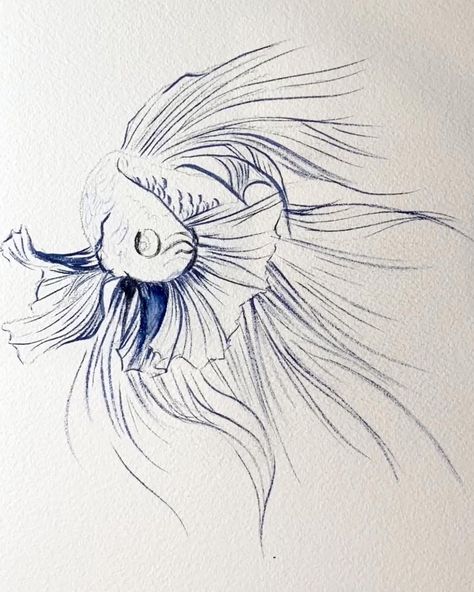 Betta Fish Painting by Lindsay Kivi... Drawing Betta Fish, Betta Fish Art Painting, Betta Fish Art Drawing, Beta Fish Watercolor Paintings, Beta Fish Illustration, Watercolor Betta Fish, Watercolor Beta Fish, Betta Fish Watercolor, Beta Fish Sketch