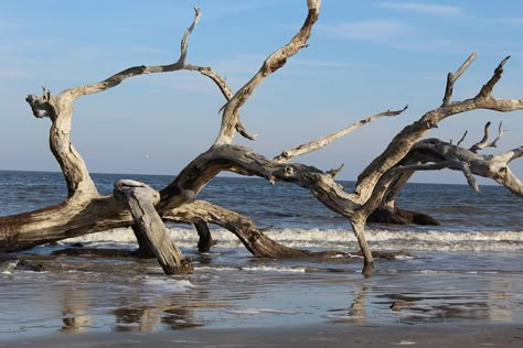 Driftwood Trees, Beach Vacation Spots, Beach Tree, Big Painting, Marine Debris, Nature Aesthetics, Background References, The Seagull, Beach Paintings