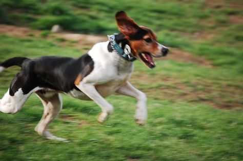 Irish Dog Breeds, Greyhound Dog Breed, Walker Hound, Coon Hunting, Foxhound Dog, English Foxhound, English Coonhound, Background Animal, Italian Greyhound Dog