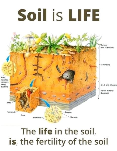 "Soil is Life" - Source: FacingFuture.Earth Zone 9 Gardening, No Till Farming, Science Exhibition Projects, Natural Vegetation, Soil Science, Soil Conservation, Farm Fields, Cover Crops, Healthy Soil