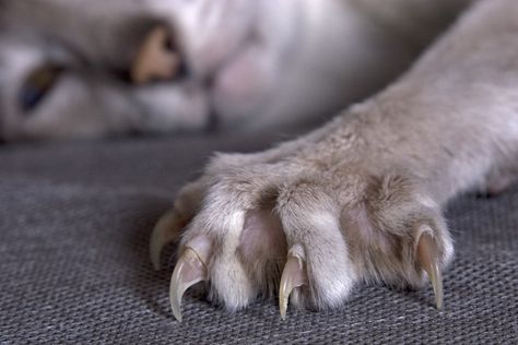 Claws & Effect...keeping claws on target! Declawing Cats, Cat References, Animal Humour, Cat Shedding, Cat Reference, Cat Fun, Healthy Cat, Paws And Claws, Drawing Cat