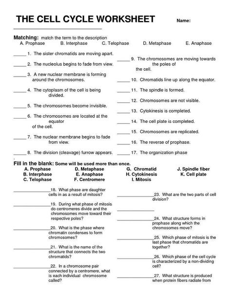 Cell Reproduction Worksheet Answers as Well as Cell Division and the Cell Cycle Worksheet Cell Division and the Middle School Math Worksheets, Cell Reproduction, The Cell Cycle, Science Cells, Cells Worksheet, Biology Worksheet, Biology Classroom, 7th Grade Science, High School Biology