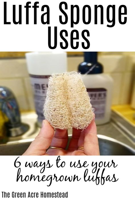 6 ways to use your homegrown luffa sponges after harvesting them! What are you going to do with your luffa sponges? #homesteading #luffasponges #homegrown What To Do With Luffa Gourds, Loofah Craft Ideas, Harvesting Luffa Sponge, How To Make A Loofah Sponge, Luffa Crafts Ideas, Loofah Sponge Diy, Luffa Gift Ideas, How To Make Luffa Soap, Luffa Sponge Gift Ideas