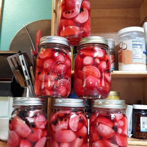 Canning Honey Pickled Radishes and Radish Relish - SBCanning.com - homemade canning recipes Radish Relish, Canned Pickles, Pickled Turnips, Pickled Radish, Yellow Mustard Seeds, Canning Ideas, Enamel Dutch Oven, Canning Food Preservation, Watermelon Radish