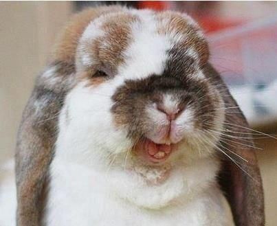 happy, "laughing" bunny! Smiling Animals, Laughter Is The Best Medicine, Bunny Pictures, Funny Bunnies, Baby Bunnies, Hamsters, Guinea Pig, 귀여운 동물