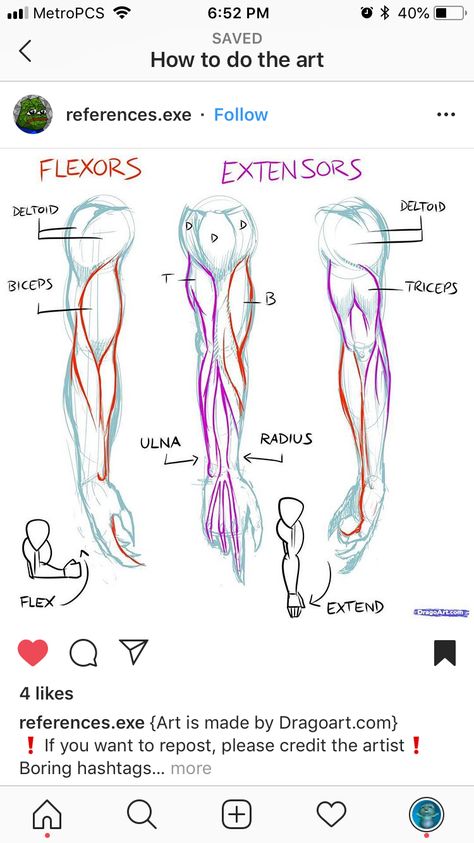 Human Anatomy Art Reference, How To Draw Muscles, Anatomy Muscles, Arm Anatomy, Arm Muscle, Arm Drawing, Anatomy Tutorial, How To Draw Anime, Human Anatomy Art