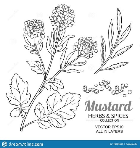 Mustard seed oil