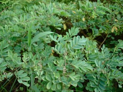 When To Pick Indigo Plants: Learn About Harvesting Indigo Plants Indigo Plant, Fruit Seeds, Parts Of A Plant, Natural Dye, Outdoor Plants, Herb Garden, Herbal Remedies, Natural Dyes, Pretty Things