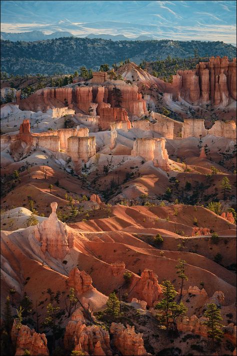 Bruce Canyon National Park, Brice Canyon Utah, Canyonlands National Park Photography, Bryce Canyon National Park Photography, Utah Aesthetic, National Park Pictures, Utah Nature, Bryce National Park, Utah Parks