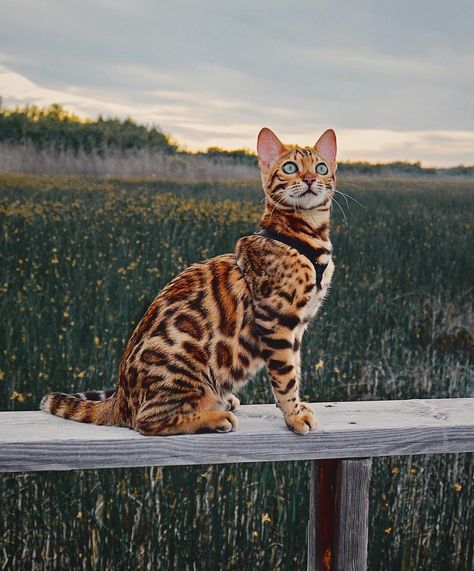 Adventure Cat, Bengal Kitten, Bengal Cats, Exotic Cats, Cat Photography, Bengal Cat, Domestic Cat, Sphynx, Warrior Cats