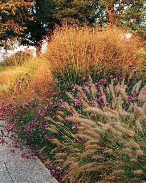 Native Grasses Landscaping Midwest, Ornamental Grass Companion Plants, Tall Grass Landscaping, Ornamental Grasses Foundation Planting, Tall Verbena, Ornamental Grass Mass Planting, Tall Perennials, Pennisetum Red Head, Little Bluestem