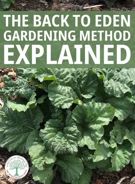 Lazy Gardening Ideas, Lazy Gardening, No Till Gardening, Back To Eden Gardening, Natural Gardening, Back To Eden, Food Forest Garden, How To Garden, Garden Diary