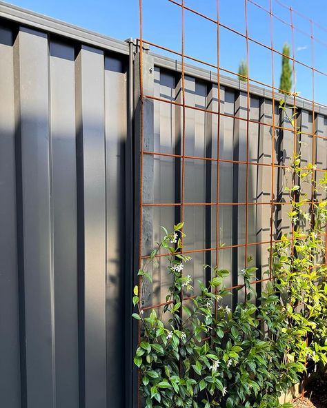 Viv - House on Cambridge | 〰️ STAR JASMINE 🌱 SIX MONTHS OF GROWTH Trachelospermum jasminoides (Star Jasmine) are evergreen climbers with star-like flowers which… | Instagram Jasmine Trellis Wall, Jasmine Ground Cover, Jasmine Climber, Jasmine Garden, Pergola Screens, Evergreen Climbers, Trachelospermum Jasminoides, Jasmine Vine, Small Courtyard