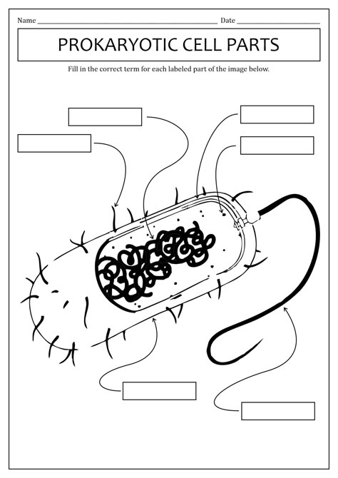 Prokaryotic Cell Diagram, Prokaryotic Cell Drawing, Cell Diagram, Cell Transport, Prokaryotic Cell, Cells Worksheet, Cell Parts, Biology Worksheet, Biology Classroom