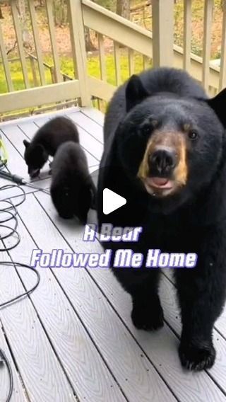 EarthCroonichle on Instagram: "A bear followed me home, What happened next will melt your heart  #bear #animals #foryou  #friendship #heartwarming" World Animals, Canada Winter, Nature Snow, Heartwarming Pictures, Animal Humour, Amazing Animal Pictures, Fake Animals, Animals Friendship, Cuddly Animals