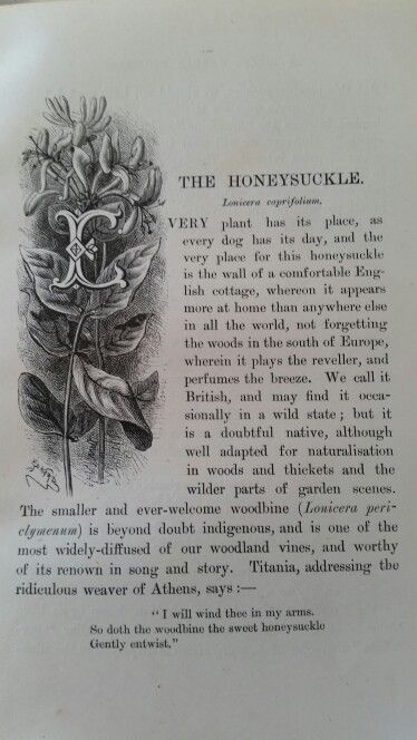 Honeysuckle Flower Meaning, Honeysuckle Aesthetic, Honeysuckle Meaning, Honey Suckles, Honeysuckle Tattoo, Plant Spirit, Honey Suckle, Honeysuckle Flower, Flower Meanings