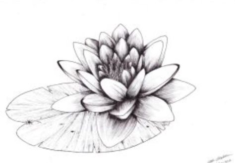 Lily Pad Tattoo Simple, Lilly Pad Tattoo Ideas, Lilypad Tattoo, Lily Pad Tattoo, Jacks Tattoo, Waterlily Tattoos, Water Lily Drawing, Water Lily Tattoo, Lilly Tattoo