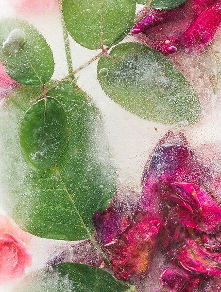 Frosted Rose by Honey-Pop | Redbubble Frosted Flowers Wallpaper Iphone, Frosted Flowers Wallpaper, Flowers Wallpaper Iphone, Frosted Flowers, Iphone Images, Ice Images, Iphone Image, Carrot Flowers, Easter Wallpaper