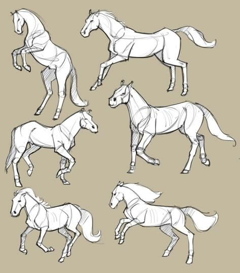 Horse Art Drawing, Horse Sketch, Horse Anatomy, Horse Reference, Drawing Animals, Animal Anatomy, Horse Drawings, Horse Drawing, Animal Reference