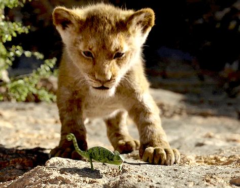 Lion Therian, Lion King Gif, King Gif, He Lives In You, Lion King Scene, Lion King 1 1/2, Lion King Timon, Lion Memes, Lion King 1