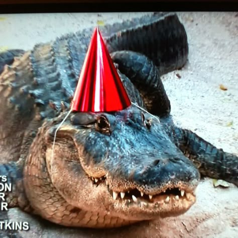 Gator wearing a party hat for Scott's 18th birthday! L7 Weenie, Gator Art, Big Lizard, Big Scary, Sending Good Vibes, Cute Reptiles, Lovely Creatures, Holiday Park, Birthday Meme