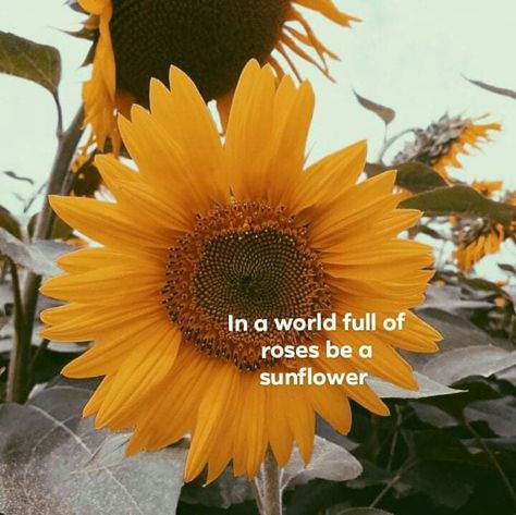 Sunflower Aesthetic Quotes, Quotes On Sunflower, In A World Of Roses Be A Sunflower, I Want To Be Like A Sunflower Quote, In A World Full Of Roses Be A Sunflower, Sunflower Soul Quotes, Sunflower Quotes, Kindergarten Classroom Decor, Ig Captions