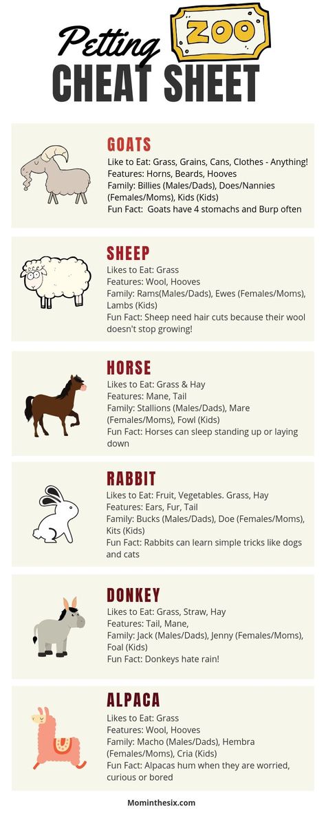 Stuffed Animal Petting Zoo, Farm Animals For Beginners, Small Animal Farm Layout, Facts About Farm Animals, Petting Zoo Set Up Ideas, Farm Animal Enrichment Ideas, Traveling Petting Zoo Ideas, Beginner Farm Animals, Rescue Farm Animals