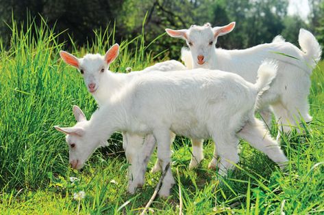 Saanen Goats, Goats For Sale, Pet Goat, Goat Kidding, Pygmy Goat, Albino Animals, Dairy Goats, Showing Livestock, Cute Goats