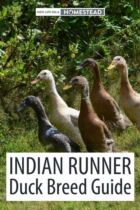 Indian runner ducks may not be very common, but their hardiness and egg laying capabilities make them a very viable choice. #ducks #homesteading Indian Runner Ducks, Keeping Ducks, Backyard Ducks, Duck Breeds, Duck Coop, Raising Ducks, Runner Ducks, Chicken Farming, Homesteading Diy