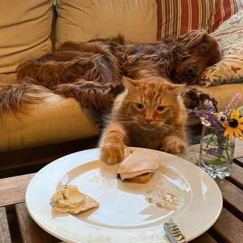 Criminal Cats Caught In Action As They Sneakily Steal Food From Their Owners - I Can Has Cheezburger? Cat Stealing Food, Thanksgiving Outfit, Cool Cats, Cat Memes, Feline, Essence, Memes, Animals