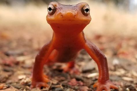 Newt Animal, Newt Salamander, Yuba River, Guys Read, Reptile Snakes, Reptiles And Amphibians, Newt, Lizards, Chickens Backyard