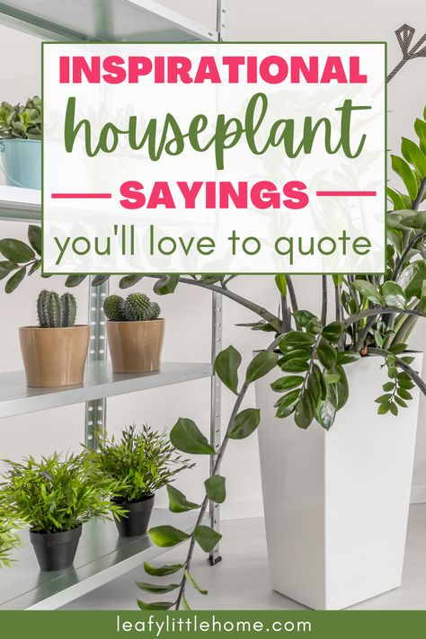 image of houseplants with the text, "Inspirational houseplant sayings you'll love to quote" Inspirational Plant Quotes, Houseplant Quotes, Plant Quotes Life Inspiration, Plants Quotes Life Inspiration, Plant Sayings, Plants Classroom, Growing Quotes, Growing Garden, Gardening Quotes