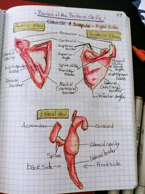 Scapula Anatomy Notes, Humerous Bone Anatomy, Scapula Anatomy Drawing, Scapula Anatomy, Scapula Bone, Upper Limb Anatomy, Physiology Notes, Skeleton System, Anatomy Notes