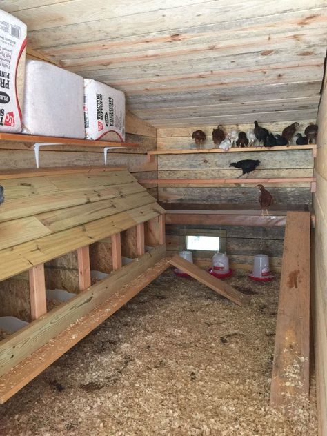 Inside Chicken Coop, Chicken Coop Blueprints, Raising Turkeys, Chicken Roost, Easy Chicken Coop, Chicken Coop Garden, Chicken Coop Decor, Chicken Shed, Chicken Barn