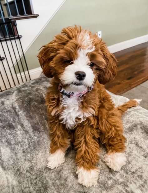 Cavapoo Dogs, Crockett Doodles, Labradoodle Goldendoodle, Bernedoodle Puppy, Cute Puppy Pictures, Cavalier King, Allergy Friendly, Labradoodle, Cavalier King Charles Spaniel