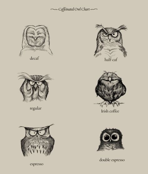 Coffee Owls Funny, Coffee Chart, Crazy Owl, Owl Coffee, Funny Owls, Nerd Humor, Crazy Funny Pictures, Owl Tattoo, Crazy Funny