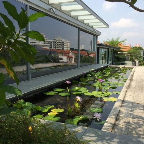 Chiltern House by WOW Architects Pond In Living Room, Lotus Pond At Home, Roof Top Landscape, Pond Inside House, House Pools, Landscape Residential, Garden Escape, Water Lily Pond, Water Body