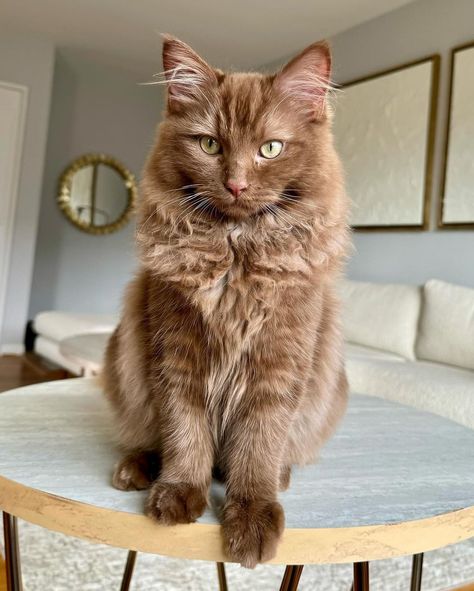 Cat genetics! Isn’t it fun learning about cat coloring? 🐱❤️🤎 this Ragdoll is a solid cinnamon brown #ragdoll #browncat #ragdollcat… | Instagram Chocolate Ragdoll Cat, Cinnamon Ragdoll Cat, Brown Fluffy Cat, Brown Ragdoll Cat, Chocolate Brown Cat, Chocolate Ragdoll, Chocolate Cats, Cat Genetics, Pfp Cats