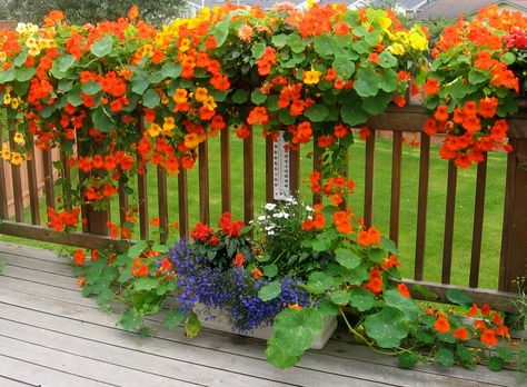 Garden Foliage, Flower Fence, Fence Garden, Window Box Flowers, Garden Vines, Cottage Garden Plants, Garden Decor Projects, Garden Containers, Mediterranean Garden